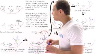 Mechanism of Chymotrypsin and Catalytic Triad [upl. by Ayhay]