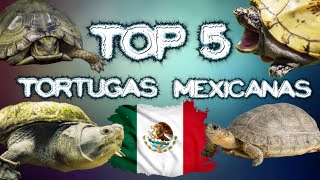 TOP 5  Las MEJORES TORTUGAS de MÉXICO [upl. by Furey347]