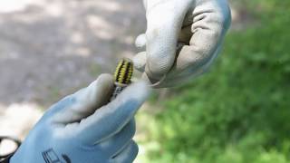 Installing the cambium saver [upl. by Ranit748]