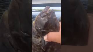 Big Flounder  Fishing Ocean City  NJ saltwaterfish oceanfishing njfishing [upl. by Aslin]