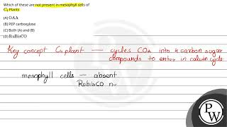 122 Which of these are not present in mesophyll cells 1 \ \mathrmOAA \ 2 PEP carboxylase [upl. by Jed]