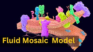 Fluid mosaic model of cell membrane Decoded Journeying Through the Architecture of Cell Membrane [upl. by Scoter]