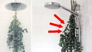 Heres Why You Should Be Hanging Eucalyptus in Your Shower [upl. by Aicilyhp]