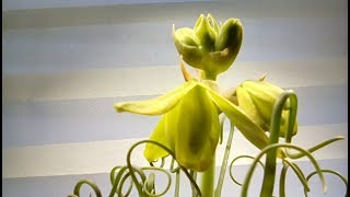 Albuca spiralis in bloom  Container Gardening [upl. by Eulalie]