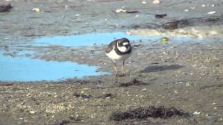 Semipalmated Plover [upl. by Idnak]