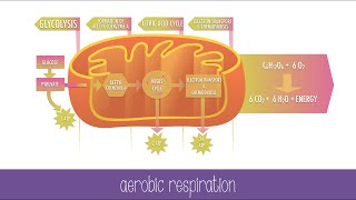 Cellular Respiration Steps and Pathways [upl. by Ahsitneuq]