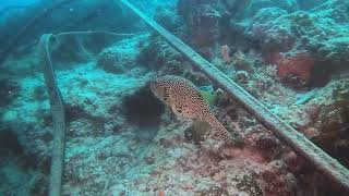 Diving in Moalboal 2024 part 1 [upl. by Drhcir]