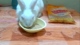 Rabbit eats oats rabbit food khargosh dalia khata hai khargosh kya kya khata hai oats for rabbit [upl. by Hajan]