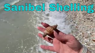 Shelling On Sanibel Island 2023  Orange Horse Conch Shell Tons of Shells [upl. by Ardisj]