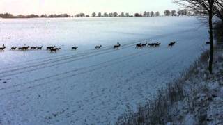 Drückjagd auf Damwild in Mecklenburg Vorpommern [upl. by Kellene]