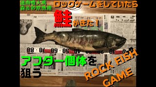 噴火湾（森漁港＆砂原漁港）RockFish Game！そして、、、鮭が来た [upl. by Verdha]