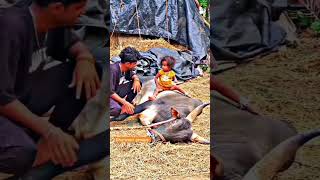 jallikattu shortsvideo trending thanjaijallikattu vadivasal animals farming jallikattukaalai [upl. by Sima]