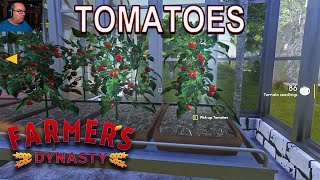 Finally Getting TOMATOES  Farmers Dynasty  12 [upl. by Aryan]