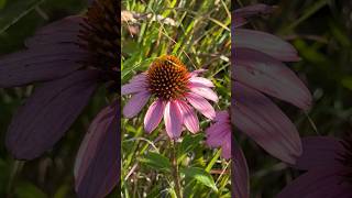 Echinea foraging in late summer [upl. by Nathalia]