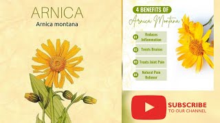 Arnica Montana  Materia Medica Drug picture Homoeopathic medicine in Hindi  Clinical tips arnica [upl. by Mathias291]