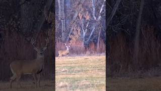 он подошел ко мне охота за луком вблизи на уровне земли лук охотится на колеюdeerhunting [upl. by Suoivatra]