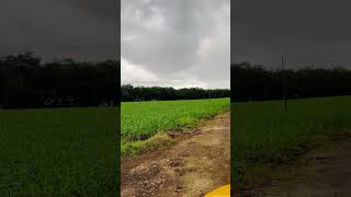 Corn Plantation memes automobile aerial backhoeexcavator beats nature  corn [upl. by Brightman]