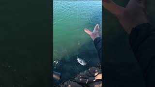 44cm Trevally Catch and Release fishingaustralia justfishing fish fishingfanatics fishingvideo [upl. by Estas]