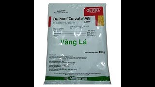 CURZATE M8 72WP – THUỐC ĐẶC TRỊ BỆNH VÀNG LÁ TRÊN CÂY CÓ MÚI [upl. by Adidnac]