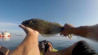 🔥🔥 CATCHING HALIBUT SCULPIN AND LOTS OF FISH 🔥🔥 [upl. by Nirok]