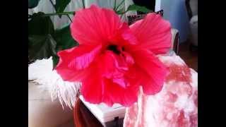 Hibiskus Hrosasinensis [upl. by Eckblad]