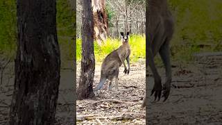 beautiful wildlife kangaroos most beautifulanimals Avustralia [upl. by Lovato]