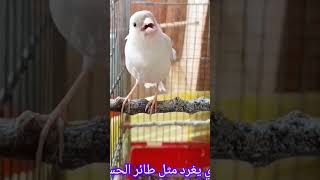 kanarienvogel طائرالكناري canari saka ccanary comedy फिंचफिंच Канарская птица [upl. by Tletski590]