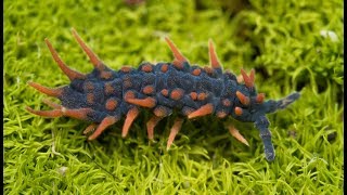 Acanthanura The Dragon Springtail [upl. by Amahs]