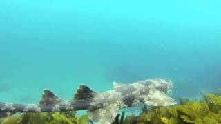 Spotted Wobbegong Orectolobus maculatus [upl. by Tessil485]