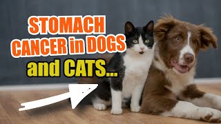 🐶🐱STOMACH CANCER in DOGS and CATS [upl. by Nuawed687]