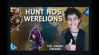 TIBIA HUNT EK SOLO  WERELION A ROTAÇÃO QUE RECOMENDO  THE DWARF TIBIANO [upl. by Aelyak431]