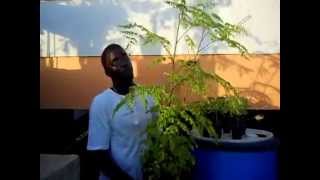 Growing the moringa miracle tree in a pot Agrosuede Backyard Gardening [upl. by Jeffery]