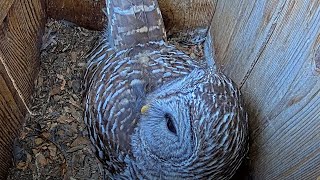 Barred Owls Blast quotWho Cooks For Youquot Calls Through The Forest – March 29 2024 [upl. by Sharity745]