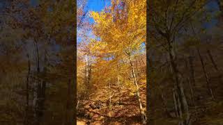 Jen RN and Mark catching the last of the fall leaves Paintsville Lake State Park KY [upl. by Server]