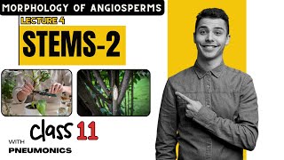 Morphology of Angiosperms Stem Part 2  Lecture 4  Class 11  Easy Explanation with Mnemonics [upl. by Ynatterb]