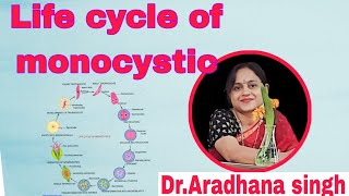 Life cycle of Monocystis BSc and all Compatative exam aradhanamambiology [upl. by Nairolf115]