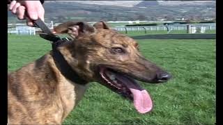 GREYHOUND RACING AT CHELTENHAM IN 2007 [upl. by Aik52]