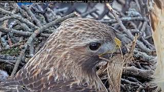 Redtailed Hawks Spruce Up The Nest During Incubation Swap  April 12 2023 [upl. by Niajneb]