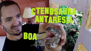 ctenosaura boa et antaresia [upl. by Gatian]