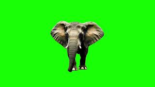 Elephant green screen video for free  rkms world  trending greenscreen copyrightfree free [upl. by Onairotciv]