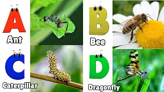 Insects amp Bugs ABC Song for Kids  Alphabet Letters  Phonics for Kids [upl. by Llednek]