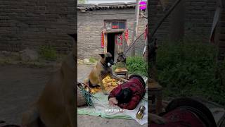 Tommy Help Old Grandmother 👵 🐶 shorts emotional dog [upl. by Aisaim]