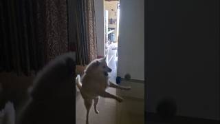 Playing with ball Kio  Oreo shorts pets doglover animal [upl. by Rebna188]