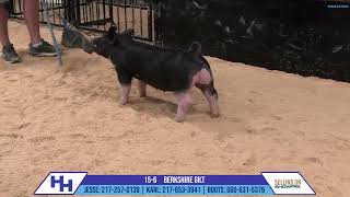 156 BERKSHIRE GILT  Heimer Hampshires Sept 23 2024 Sale [upl. by Trah671]