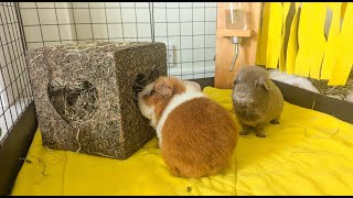 Lunch Time with the Guinea Pigs [upl. by Lil]