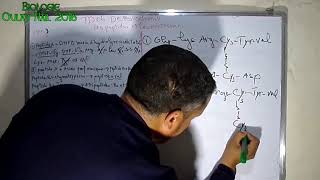 TD 06 De Biochimie les peptides et les protéines part 02 [upl. by Aneles]