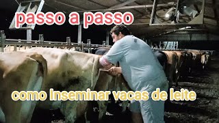 como Inseminar as vacas de leite passo a passo como Inseminar [upl. by Roldan]