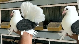 Fantail Pigeon amp Pigeon Farm  pigeon breeder cages  Fantail pigeon breeding pairs [upl. by Pyszka531]