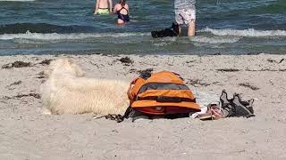 Ostsee HundestrandTipps  Scharbeutz  Haffkrug mit Hund [upl. by Hsuk]