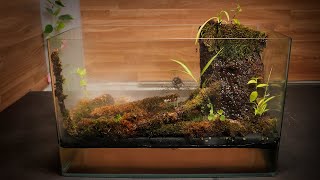 Paludarium terrarium jungle ecosystem with moss natural plants waterfall and fog [upl. by Noevad49]